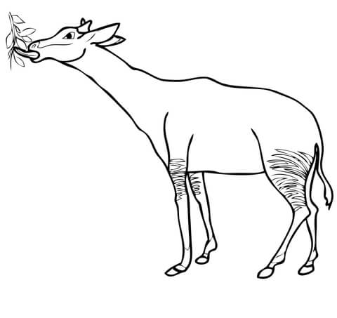 Okapi Feeding Coloring Page